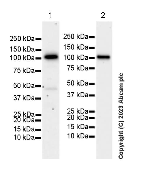 Anti-CBL antibody [17/c-Cbl](AB309549)