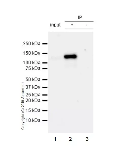 Anti-NLRP3 antibody [EPR23094-1](AB263899)