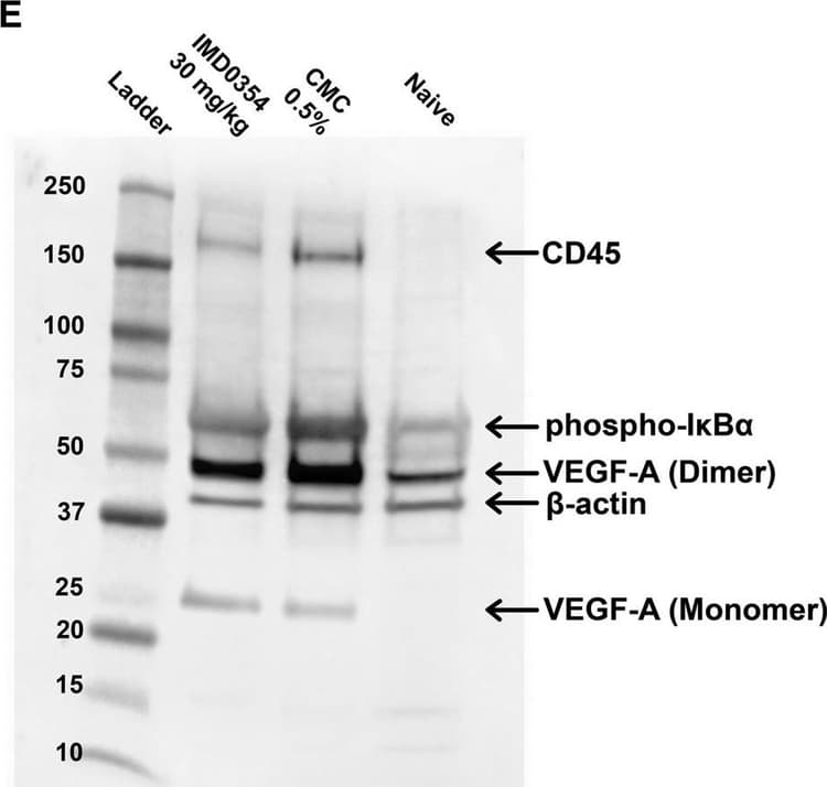 Anti-CD45 antibody(AB10558)