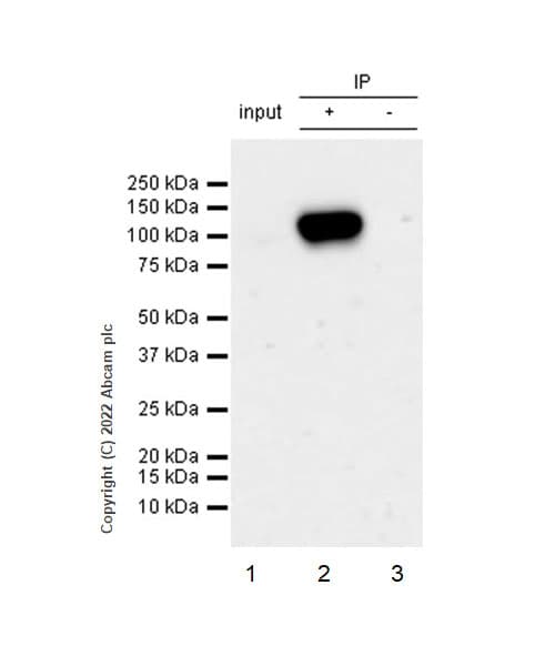 VeriBlot for IP Detection Reagent (HRP)(AB131366)