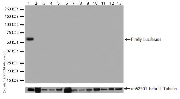 Anti-Firefly Luciferase antibody [EPR17790](AB185924)