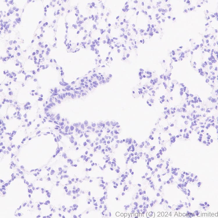 Pmca2 Antibody Epr28923 56 Bsa And Azide Free Ab319151  Immunohistochemistry Formalin Pfa Fixed Paraffin Embedded Sections Img435219
