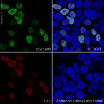 Anti-DDDDK tag (Binds to FLAG® tag sequence) antibody [EPR20018-251](AB205606)
