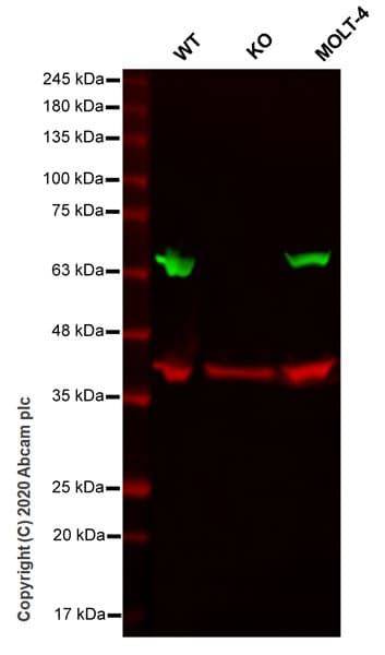 Anti-nmt55 / p54nrb antibody [EPR5270](AB133574)