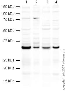 Anti-Emerin antibody(AB40688)