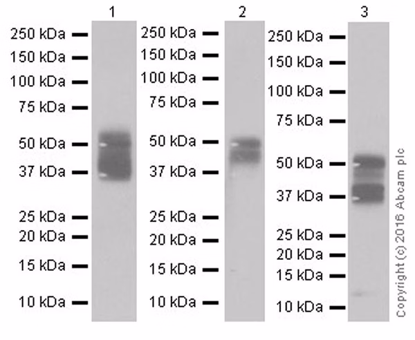 Trop2 Antibody Epr20043 Ab214488 Western Blot Img45988