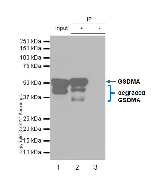 Gsdma Antibody Epr19858 17 Ab214818  Immunoprecipitation Img5139