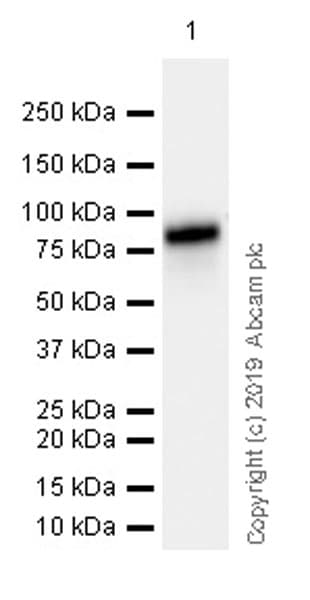 Hnf1 Alpha Antibody Epr23054 142 Ab242140  Western Blot Img8308