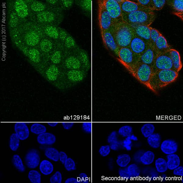 Anti-BANF1/BAF antibody [EPR7668](AB129184)