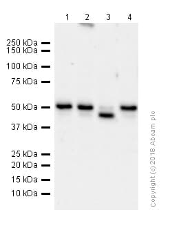 Anti-MMP3 antibody [EP1186Y](AB52915)