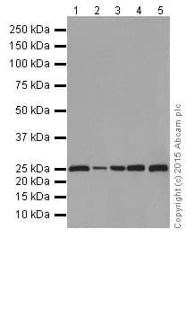 Anti-Bcl-2 antibody [EPR17509](AB182858)