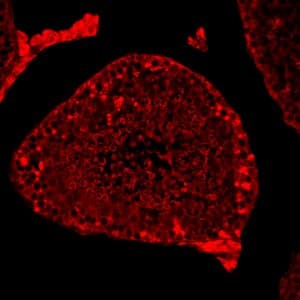 Donkey Anti-Rabbit IgG H&L (Alexa Fluor® 647)(AB150075)