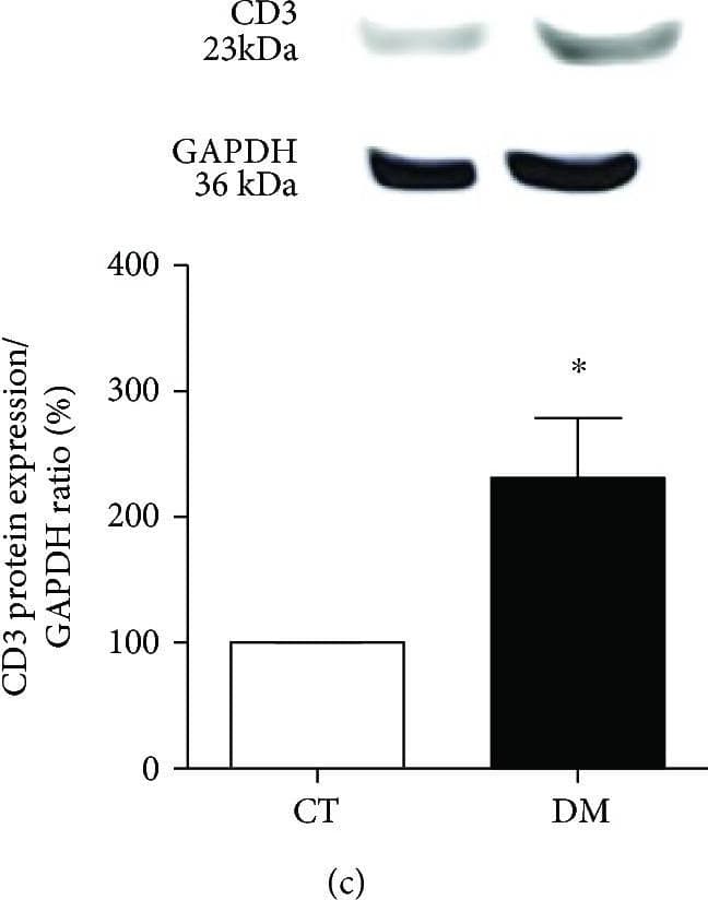 Anti-CD3 epsilon antibody(ab5690)