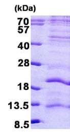 Ab156727  Sds Page Img21389
