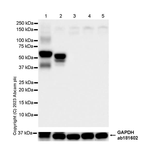Pan Cytokeratin Antibody Epr28285 45 Bsa And Azide Free Ab308263  Western Blot Img408851