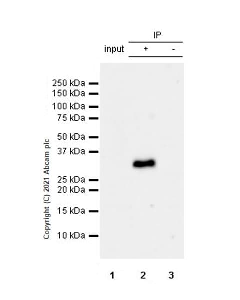Anti-METTL1 (phospho S27) antibody [EPR24280-9](AB271062)
