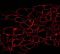 Anti-Dystrophin antibody(AB15277)