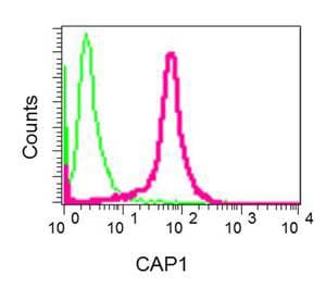 Cap1 Antibody Epr8339b Ab155079  Flow Cytometry Intracellular Img37774