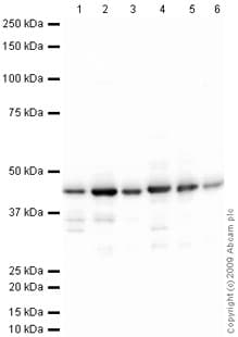 Anti-Glutamine Synthetase antibody(AB73593)