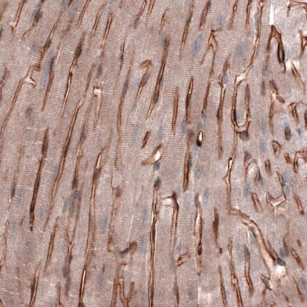 Anti-Laminin alpha 4/LAMA4 antibody [CL3185](AB242359)