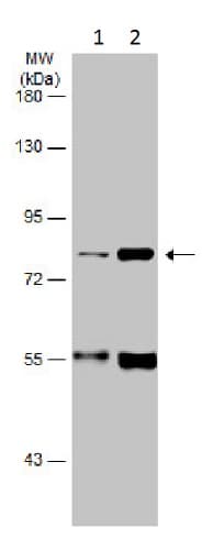 Anti-FACL4 antibody(AB227256)