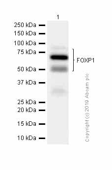 Anti-FOXP1 antibody [EPR4113](AB134055)