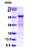 Ab104668  Sds Page Img49145