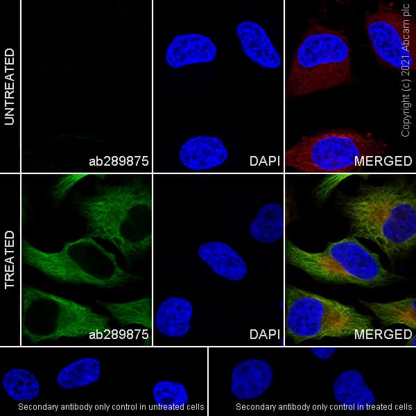 Donkey Anti-Goat IgG H&L (Alexa Fluor® 488)(AB150129)