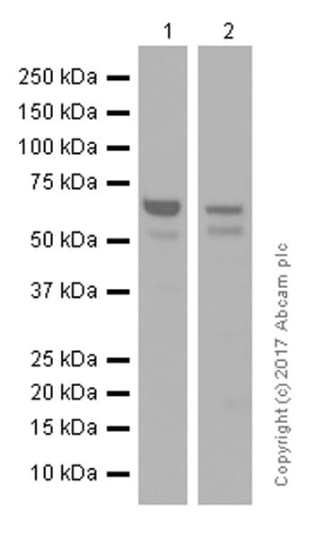Anti-COX1 / Cyclooxygenase 1 antibody [EPR5866](AB109025)