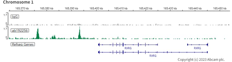 Anti-RUNX2 antibody [EPR14334](AB192256)