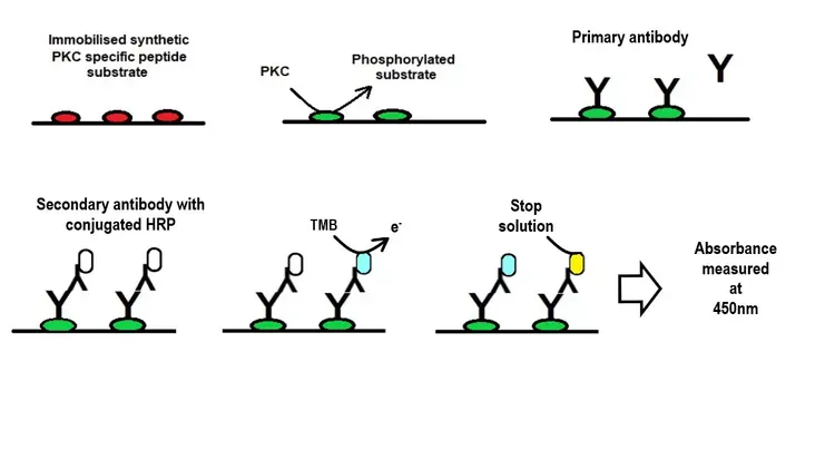 PKC Kinase Activity Assay Kit(AB139437)