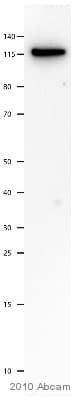 Anti-pan Cadherin antibody [mAbcam22744](AB22744)