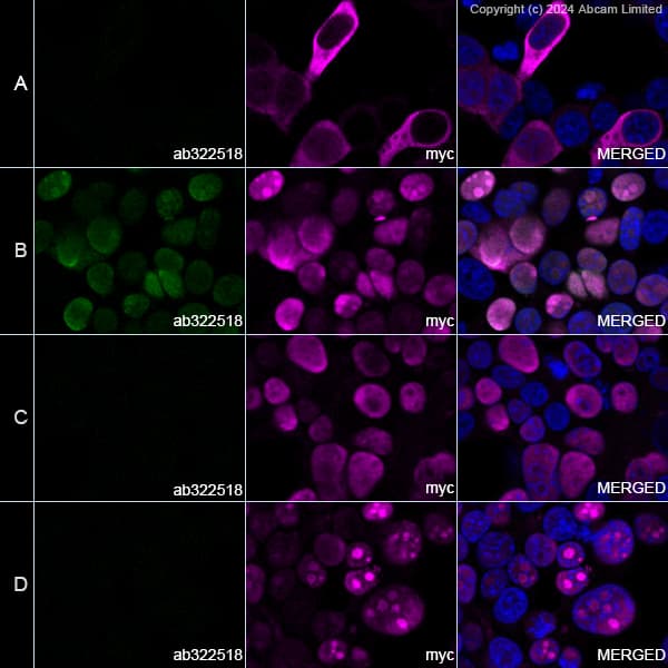 Anti-Myc tag antibody(AB9106)