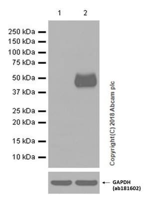 Anti-PD-L1 antibody [EPR19759](AB213524)