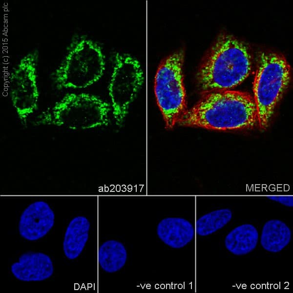 Anti-MTCO1 antibody [EPR19642](AB203917)
