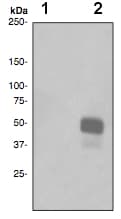 C Jun Phospho T91 Antibody Epr2236 Ab79756  Western Blot Img62674