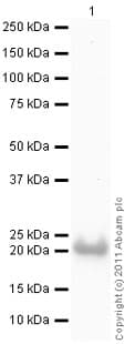 Ab87892  Western Blot Img31726