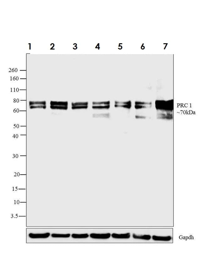 Anti-PRC1 antibody [16F2](AB119338)