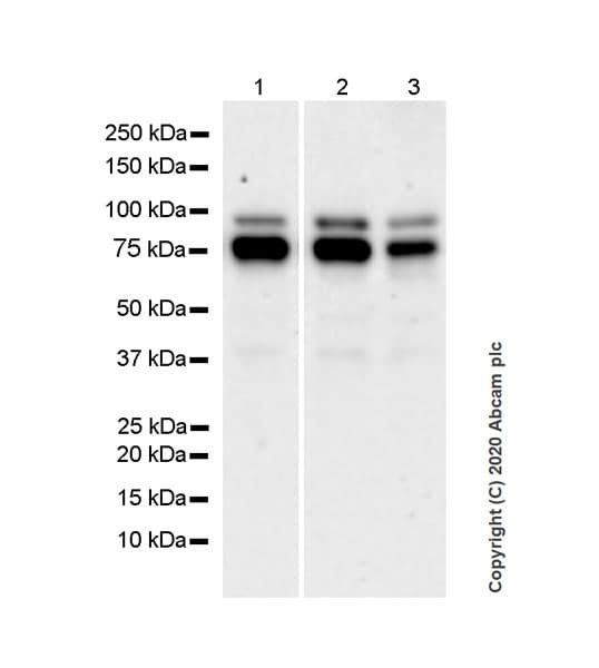 Anti-FMRP antibody [EPR23852-90] - BSA and Azide free(AB277489)