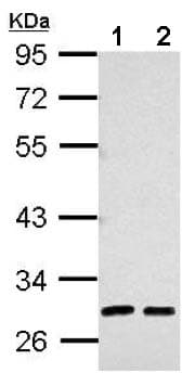 Alpha 1 Microglobulin Antibody Ab153806  Western Blot Img94035
