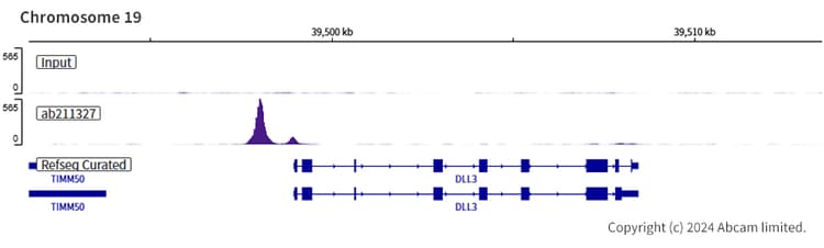 Anti-MASH1/Achaete-scute homolog 1 antibody [EPR19840](AB211327)