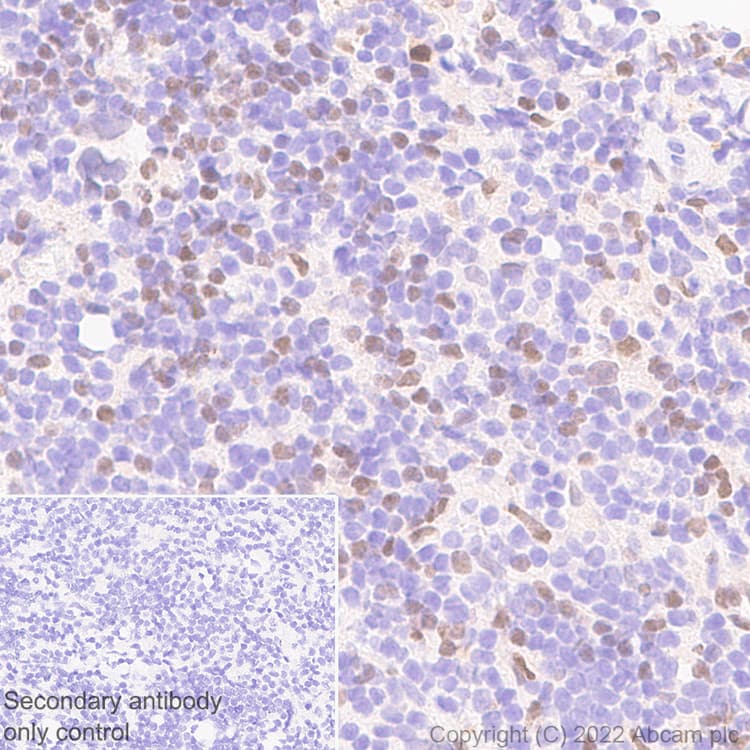 Anti-IRF8 antibody [EPR26382-10] - BSA and Azide free(AB306553)