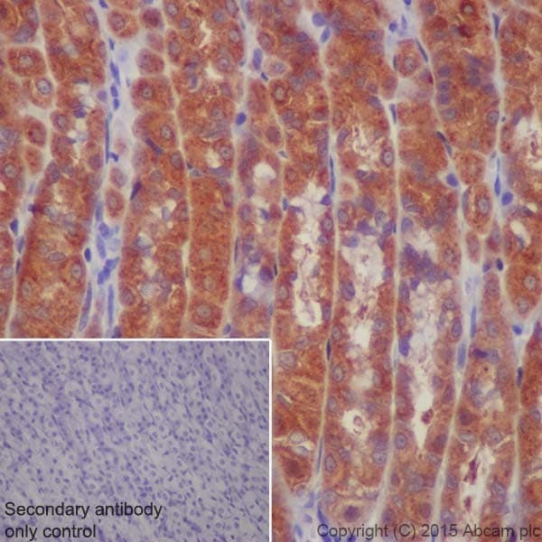 Anti-ATP6V1A antibody [EPR19270] - BSA and Azide free(AB251267)