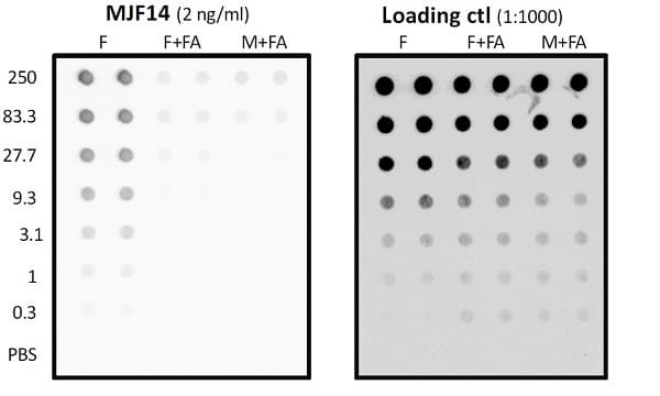 Anti-Alpha-synuclein aggregate antibody [MJFR-14-6-4-2] - BSA and Azide free(AB214033)