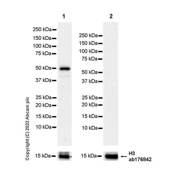 Anti-Histone H3 antibody [EPR16987] - Nuclear Marker and ChIP Grade(AB176842)