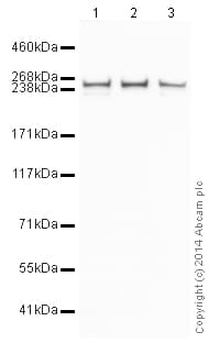 HeLa whole cell lysate(AB150035)