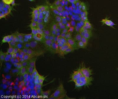 Anti-OLFM4 antibody(AB85046)