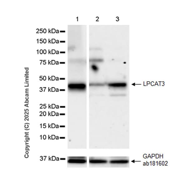 Goat Anti-Rabbit IgG H&L (HRP)(AB97051)