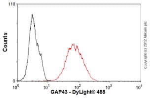 Anti-GAP43 antibody [EP890Y] - BSA and Azide free(AB219582)