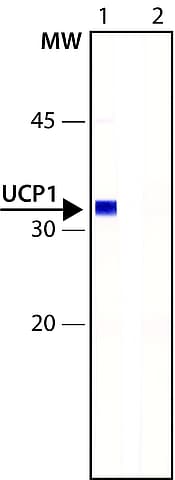 Anti-UCP1 antibody(AB10983)